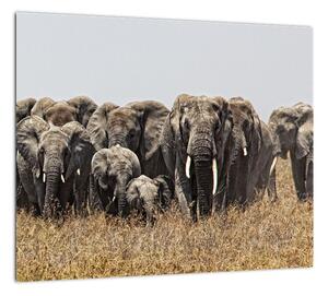 Stádo slonov - obraz (Obraz 30x30cm)