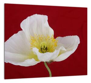 Obraz kvetu (Obraz 30x30cm)