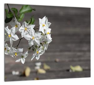 Obrazy kvetiny (Obraz 30x30cm)