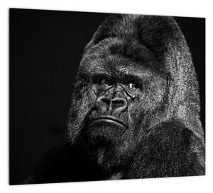 Obraz opice (Obraz 30x30cm)