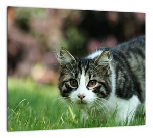 Obraz mačky (Obraz 30x30cm)