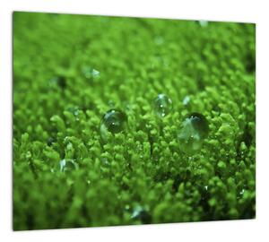 Detail trávy - obraz (Obraz 30x30cm)