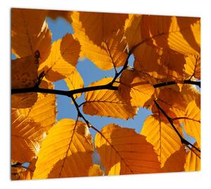 Jesenné lístie - obraz (Obraz 30x30cm)