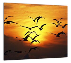 Obraz letiacich vtákov (Obraz 30x30cm)