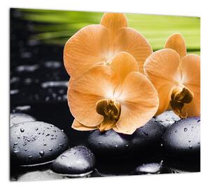 Kvet orchidey - moderný obraz (Obraz 30x30cm)