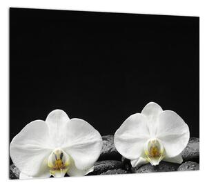 Orchidey - obraz (Obraz 30x30cm)