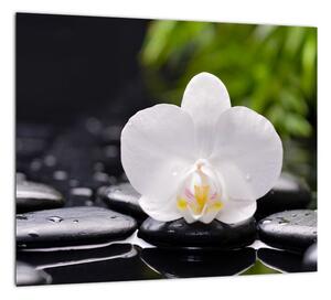 Fotka kvetu orchidey - obraz autá (Obraz 30x30cm)
