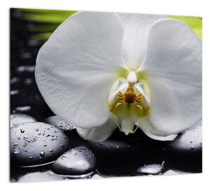Kvet orchidey - obraz na stenu (Obraz 30x30cm)