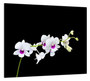 Kvetina - obraz (Obraz 30x30cm)
