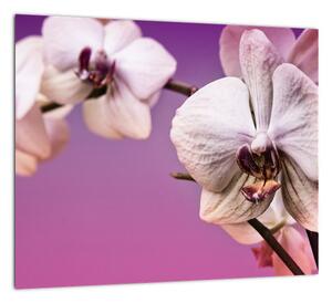 Moderné obrazy - orchidea (Obraz 30x30cm)
