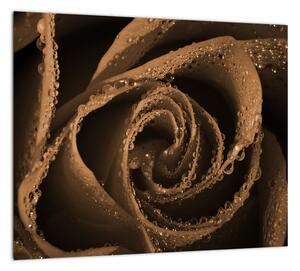 Detail ruže - obraz (Obraz 30x30cm)