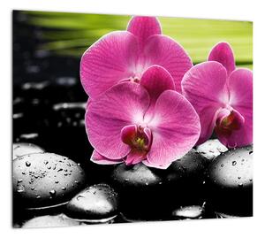 Fotka orchidey (Obraz 30x30cm)