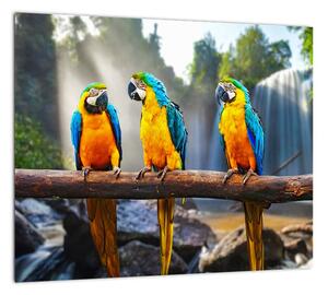 Obraz - papagáje (Obraz 30x30cm)
