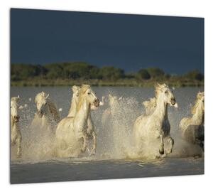 Cválajúca kone, obraz (Obraz 30x30cm)