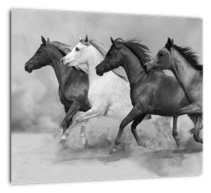 Obraz cválajúci koňov (Obraz 30x30cm)