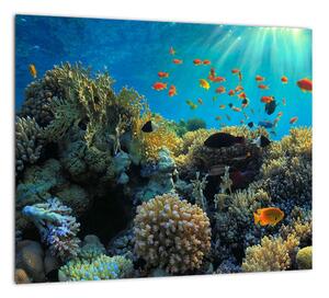 Obraz podmorského sveta (Obraz 30x30cm)