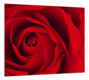Detail červené ruže - obraz (Obraz 30x30cm)
