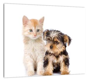 Mačiatko a šteňa - obraz (Obraz 30x30cm)