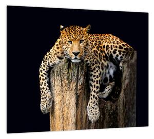 Leopard, obraz (Obraz 30x30cm)