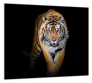 Tiger, obraz (Obraz 30x30cm)