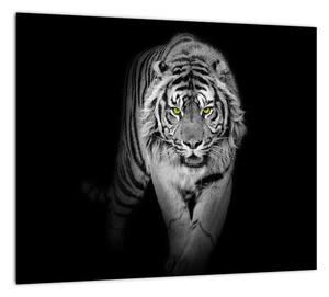 Tiger čiernobiely, obraz (Obraz 30x30cm)