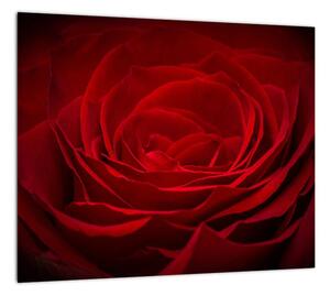 Makro ruža - obraz (Obraz 30x30cm)