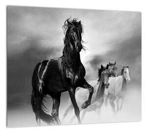 Čiernobiely obraz koňov (Obraz 30x30cm)