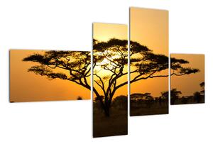 Fotka stromu - obraz (Obraz 110x70cm)