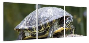 Obraz suchozemské korytnačky (Obraz 90x30cm)