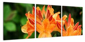 Obraz kvetín (Obraz 90x30cm)