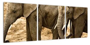 Slon, obraz (Obraz 90x30cm)