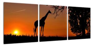 Obraz žirafy v prírode (Obraz 90x30cm)