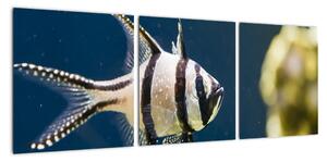 Ryba - obraz (Obraz 90x30cm)