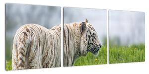 Tiger - obraz (Obraz 90x30cm)