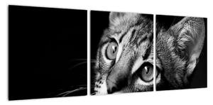 Obraz mačky (Obraz 90x30cm)