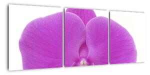 Orchidea - obraz (Obraz 90x30cm)