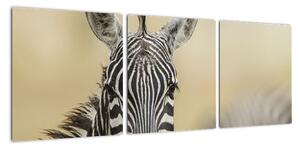 Zebra - obraz (Obraz 90x30cm)