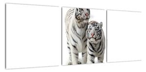 Tiger biely - obraz (Obraz 90x30cm)