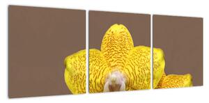 Žltá orchidea - obraz (Obraz 90x30cm)