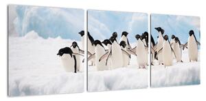 Tučniaci - obraz (Obraz 90x30cm)