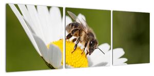 Včela na sedmokráske - obraz (Obraz 90x30cm)
