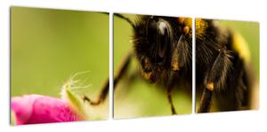 Včela - obraz (Obraz 90x30cm)