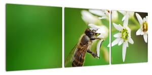 Fotka včely - obraz (Obraz 90x30cm)