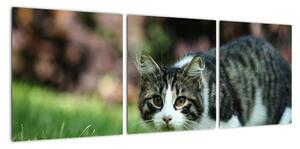 Obraz mačky (Obraz 90x30cm)