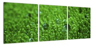 Detail trávy - obraz (Obraz 90x30cm)