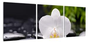 Fotka kvetu orchidey - obraz autá (Obraz 90x30cm)