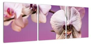 Moderné obrazy - orchidea (Obraz 90x30cm)