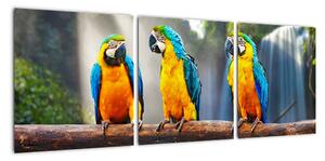 Obraz - papagáje (Obraz 90x30cm)