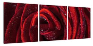 Detail ruže, obraz (Obraz 90x30cm)