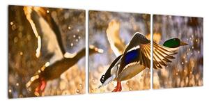 Letiaci kačice - obraz (Obraz 90x30cm)